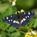 Blauschwarzer Eisvogel (Limenitis reducta)